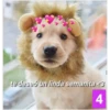 Secuencias de perritos 7
