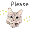 Cat Talk 6