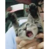 Animales cools 8