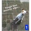 Secuencias de perritos 9