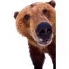 Animales 10