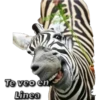 Animales 11