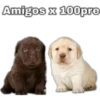 Amigos x 100pre