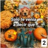 Secuencias de perritos 11