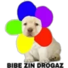BIBE ZIN DROGAZ