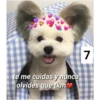 Secuencias de perritos 13