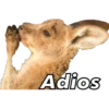 Animales 13