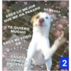 Secuencias de perritos 14