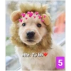 Secuencias de perritos 15
