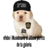 perritus beibes 14