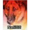 Animales cools 14