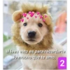 Secuencias de perritos 16