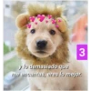 Secuencias de perritos 17