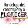Frases lindas 12