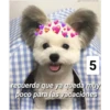 Secuencias de perritos 21