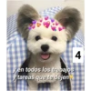 Secuencias de perritos 22
