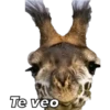 Animales 18