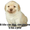 perritus beibes 20