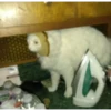 Animales cools 21