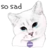 Cat Talk 13