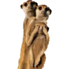 Animales 22
