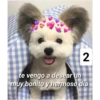 Secuencias de perritos 25