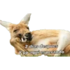 Animales 24