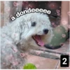 Secuencias de perritos 26