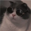 Animales cools 30