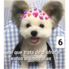 Secuencias de perritos 27