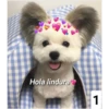 Secuencias de perritos 28