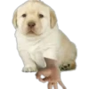 Sticker perritos 26