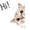Cat Talk 17