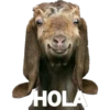 Animales 26