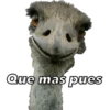 Animales 27