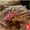 Secuencias de perritos 30