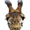 Animales 29