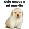 deja enpas a
mi morrita
