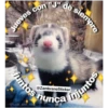 Animales 6