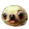 chihuahua 5