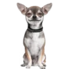 chihuahua 6