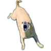 chihuahua 7