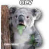 @ADOLFOOJOSE
OLV