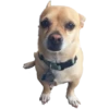 chihuahua 9