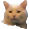 Smudge Lord (Gato Meme) 5