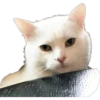 Smudge Lord (Gato Meme) 6
