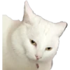 Smudge Lord (Gato Meme) 7