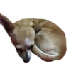 chihuahua 10