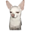 chihuahua 11