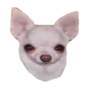 chihuahua 12